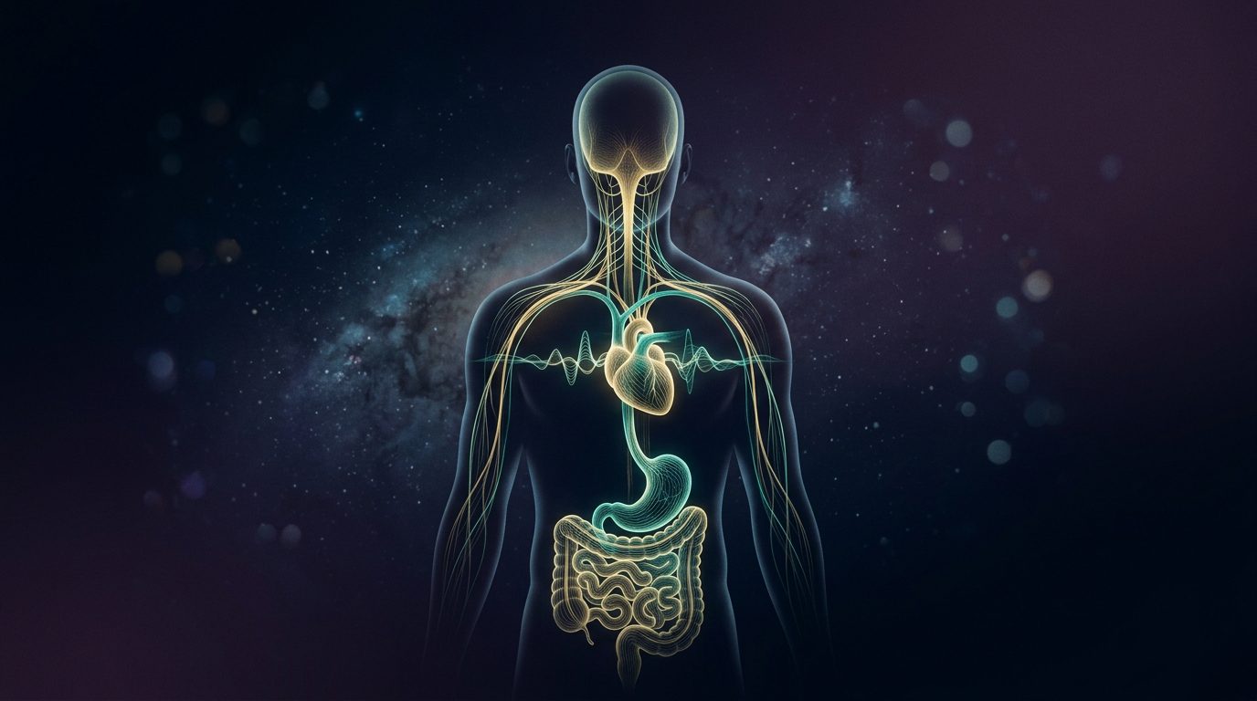Glowing pathway tracing the vagus nerve from brainstem to torso